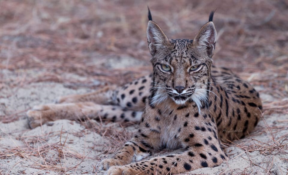 Discover Doñana & Iberian Lynx: Premium Nature Tour - Photography and Wildlife Spotting Tips From the 4x4 Reality