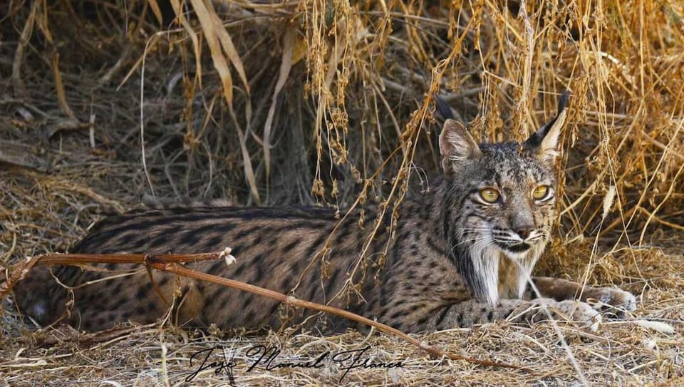 Discover Doñana & Iberian Lynx: Premium Nature Tour - The 4x4 Ride: Fast Ground-Truth and a Tight Space Reality