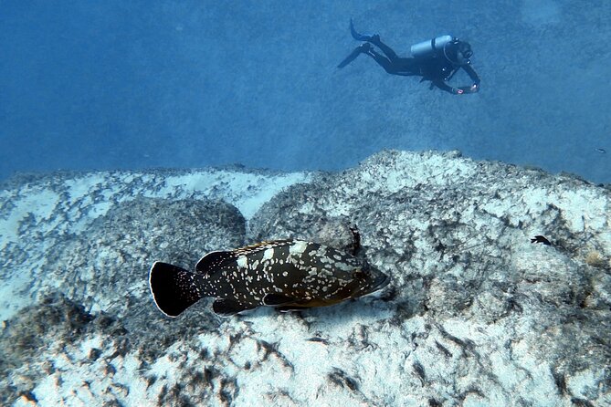Discover Scuba Diving in Costa Calma - Small groups and patient instructors make learning actually work