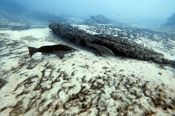 Discover Scuba Diving in Costa Calma - Choosing morning vs afternoon: plan for energy and weather