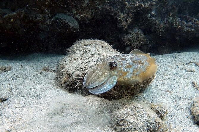 Discover Scuba Diving in Costa Calma - Price and value: what $102.80 buys you in real terms