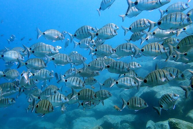 Discover Scuba Diving in Lanzarote (Costa Teguise) - Getting picked up in Costa Teguise and meeting Daivoon