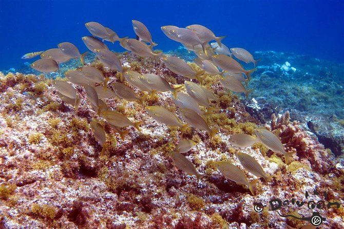 Discover Scuba Diving in Lanzarote (Costa Teguise) - Playa del Jablillo and Playa Chica Beach: shore entry in Lanzarote
