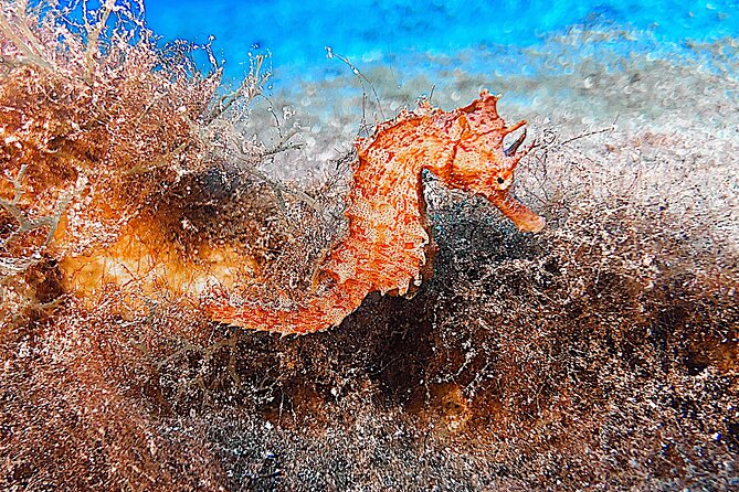 Discover Scuba Diving in Lanzarote (Costa Teguise) - Value for $96.75: gear, insurance, and attention to detail