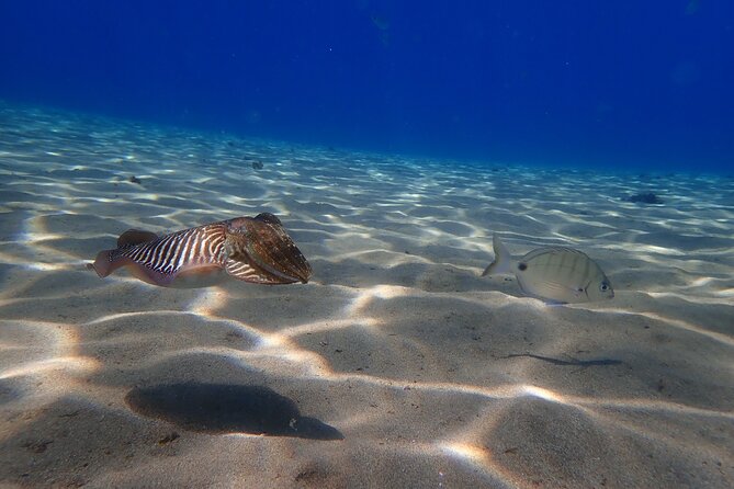 Discover Scuba Diving in Lanzarote (Costa Teguise) - Who should try it (and who should skip it)