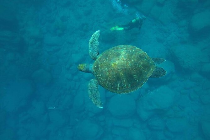 Discover Scuba Diving in Tenerife - Key Highlights That Matter