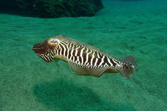 Discover the underwater world of Lanzarote - Timing and logistics in Puerto del Carmen