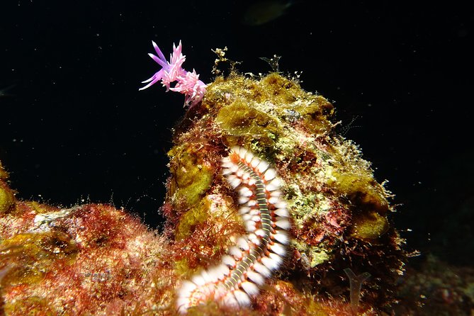 Discover the underwater world of Lanzarote - Weather: the only real spoiler