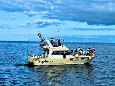 Discover whales in Tenerife: exclusive yacht tour with swim and lunch - Los Cristianos whale watching: what you’re actually hunting for