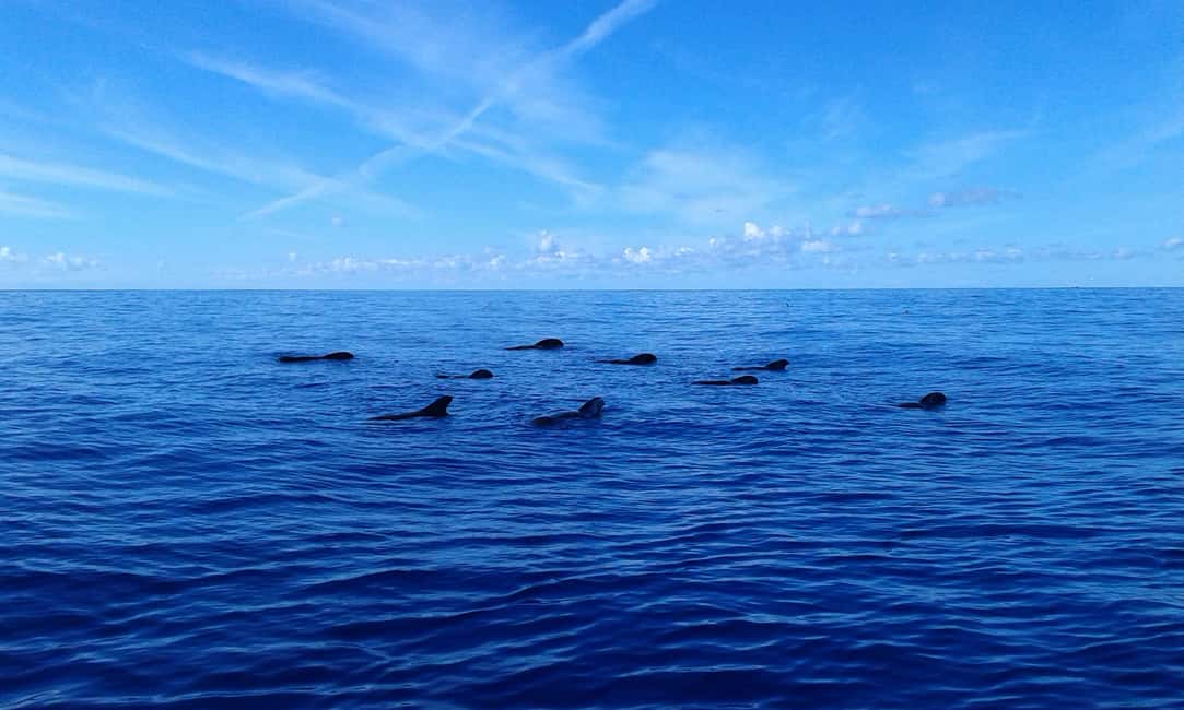 Discover whales in Tenerife: exclusive yacht tour with swim and lunch - A 1.5-hour swim stop in a sheltered bay (and what it changes)