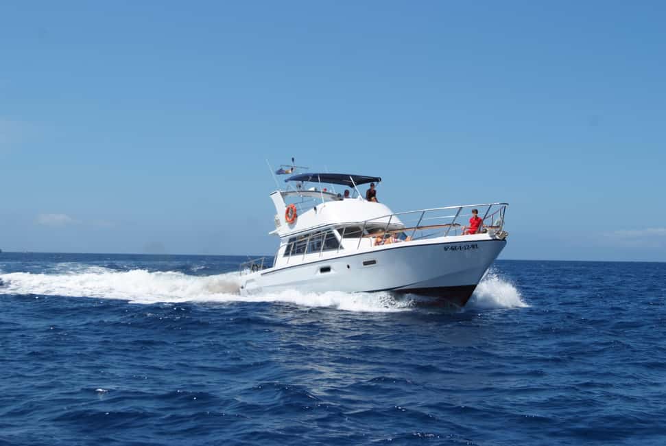 Discover whales in Tenerife: exclusive yacht tour with swim and lunch - Responsible whale watching that actually affects your experience