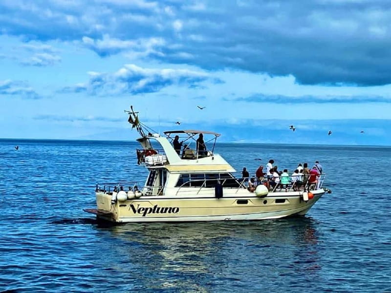 Discover whales in Tenerife: exclusive yacht tour with swim and lunch - Los Cristianos whale watching: what you’re actually hunting for