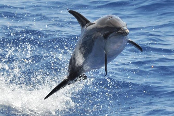 Dolphin and Whale Cruise in Puerto Rico, Gran Canaria - Key things I’d watch for before you go