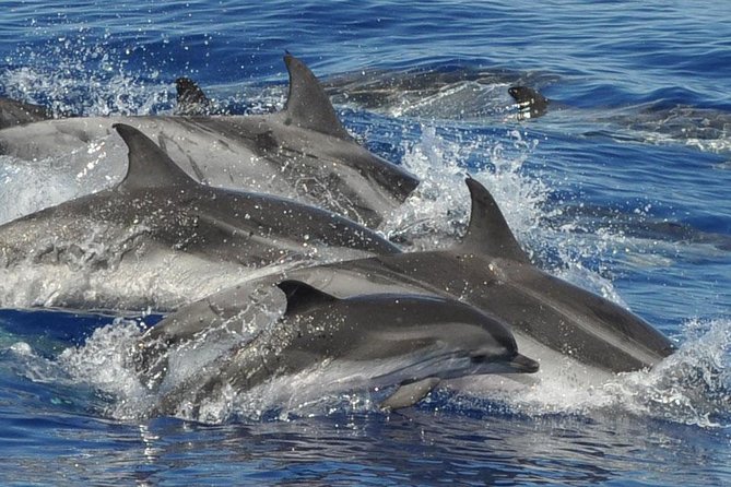 Dolphin and Whale Cruise in Puerto Rico, Gran Canaria - Where this cruise runs and what the route is like