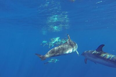 Dolphin and Whale Cruise in Puerto Rico, Gran Canaria - The Spirit of the Sea: glass-bottom fun and the reality of onboard comfort
