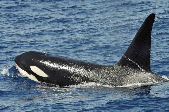 Dolphin and Whale Cruise in Puerto Rico, Gran Canaria - Meeting point and pickup: how to get there without stress