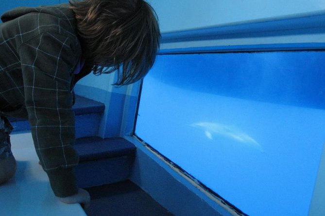 Dolphin and Whale Cruise in Puerto Rico, Gran Canaria - The crew and commentary: what you’ll get besides scanning the sea