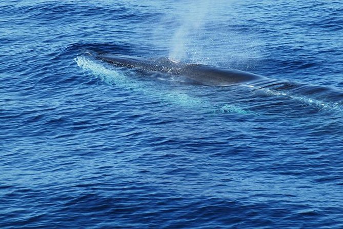 Dolphin and Whale Cruise in Puerto Rico, Gran Canaria - Snorkel gear, underwater life, and why the glass bottom helps