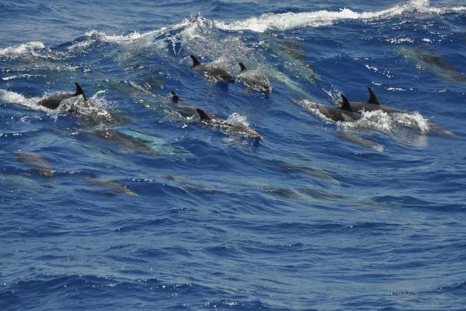 Dolphin and Whale Cruise in Puerto Rico, Gran Canaria - Drinks included: nice value, with one small practical catch