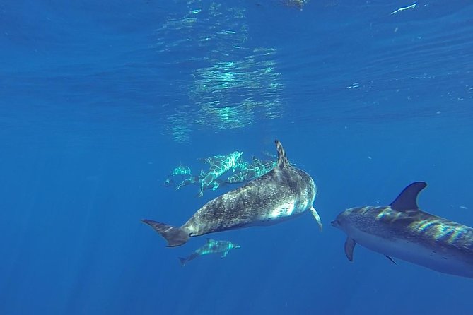 Dolphin and Whale Cruise in Puerto Rico, Gran Canaria - The Spirit of the Sea: glass-bottom fun and the reality of onboard comfort