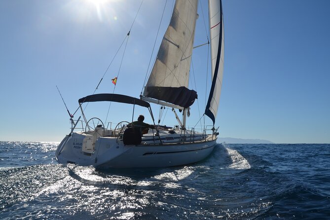 Dolphin and Whale Sailing Tour in Los Gigantes - Key highlights before you go