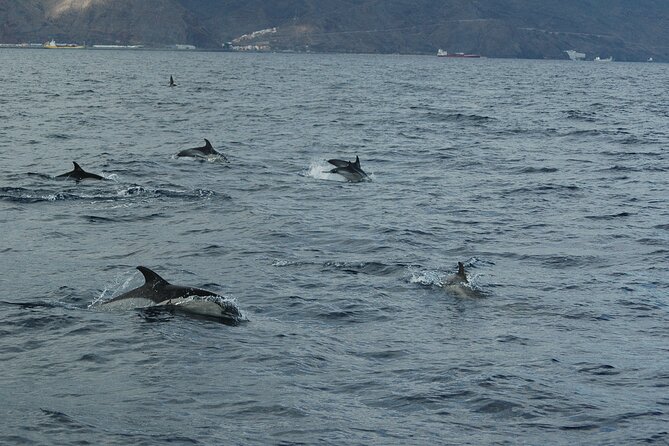 Dolphin and Whale Sailing Tour in Los Gigantes - Los Gigantes from a small sailboat: the real value