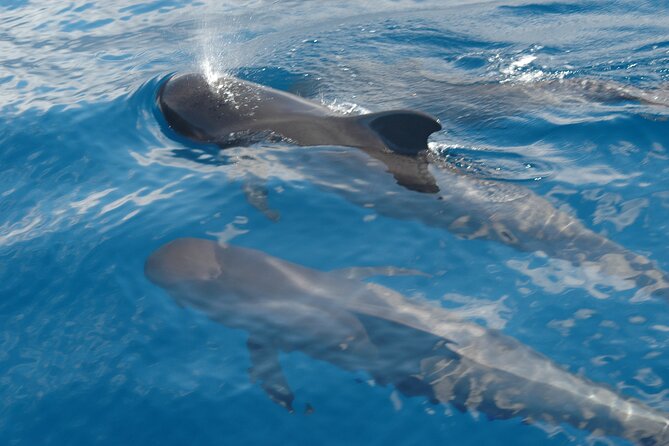 Dolphin and Whale Sailing Tour in Los Gigantes - The 3-hour flow: cliffs first, then calm water time