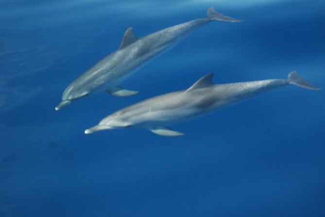 Dolphin and Whale Sailing Tour in Los Gigantes - Snorkeling in quiet coves: why it’s worth the ticket alone