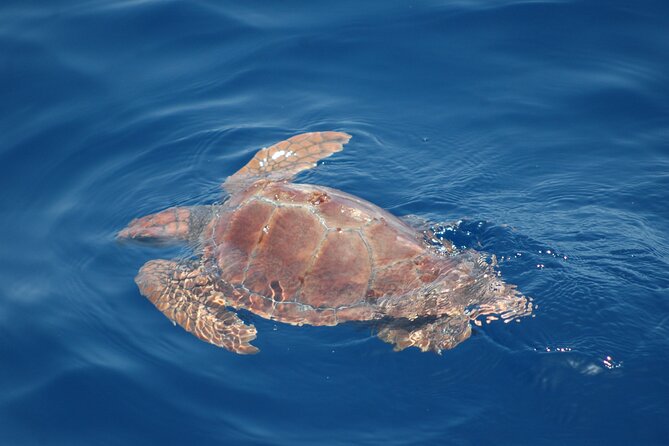 Dolphin and Whale Sailing Tour in Los Gigantes - Food and drinks onboard: snacks that feel like a real break