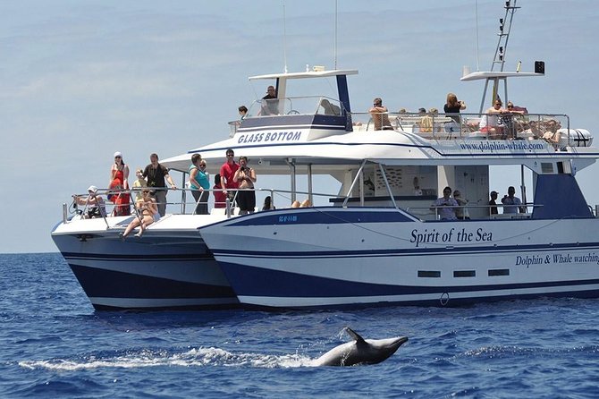 Dolphin and Whales watching cruise from Puerto Rico de Gran Canaria - Key highlights