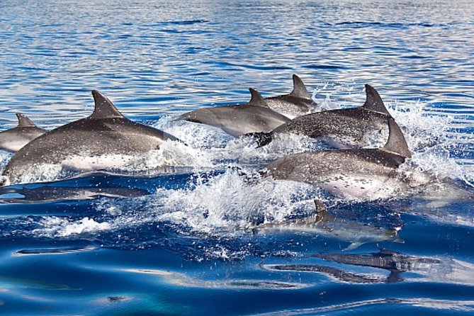 Dolphin and Whales watching cruise from Puerto Rico de Gran Canaria - Where the cruise leaves from in Puerto Rico (and how not to lose time)