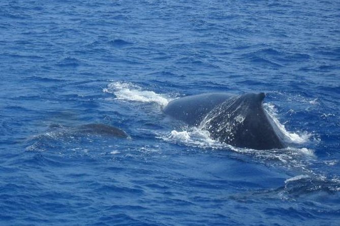 Dolphin and Whales watching cruise from Puerto Rico de Gran Canaria - What the 2.5-hour itinerary feels like on the water