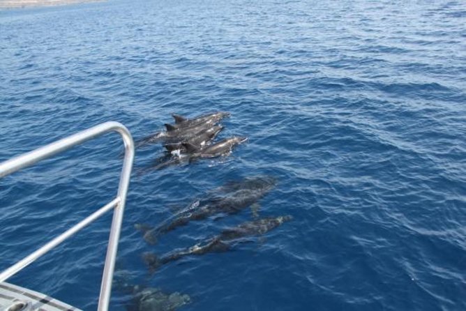Dolphin and Whales watching cruise from Puerto Rico de Gran Canaria - Watching from the deck (and why the stern can help)