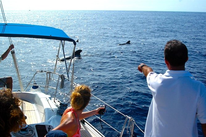 Dolphin and Whales watching cruise from Puerto Rico de Gran Canaria - The crew and Captain Lorenzo: why communication changes everything