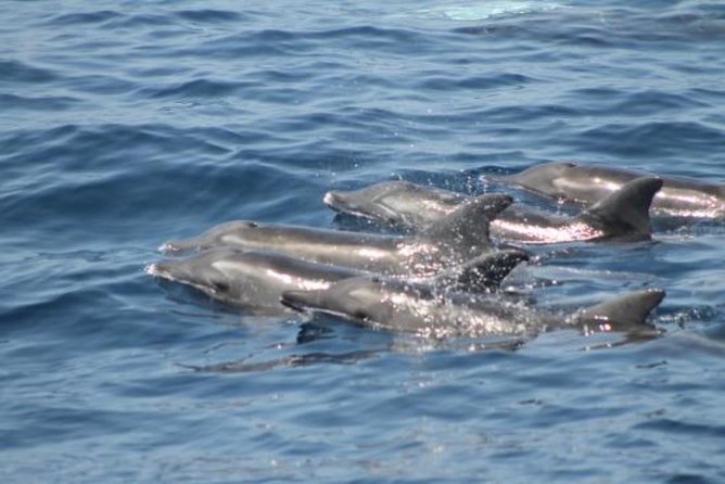 Dolphin and Whales watching cruise from Puerto Rico de Gran Canaria - Optional swim stop upgrade (and what to know before you commit)