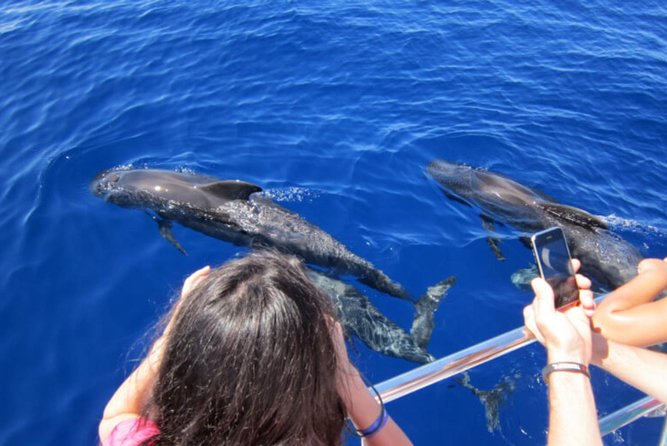 Dolphin and Whales watching cruise from Puerto Rico de Gran Canaria - Timing in Gran Canaria: 10:30 vs 13:30 departures