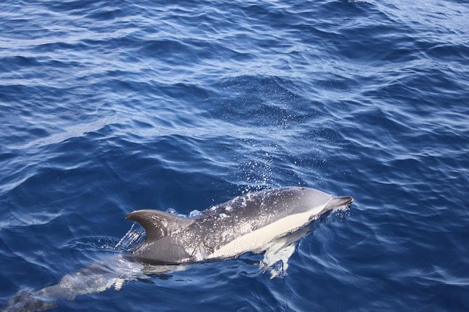 Dolphin Mini Cruise at Playa del Carmen - Swim and Snorkel: The Part That Needs Realistic Expectations
