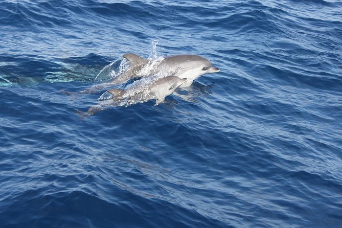 Dolphin Mini Cruise at Playa del Carmen - Onboard Commentary: Learning Helps You Spot Faster