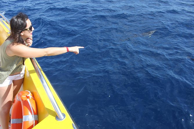 Dolphin Mini Cruise at Playa del Carmen - Who This Cruise Suits Best