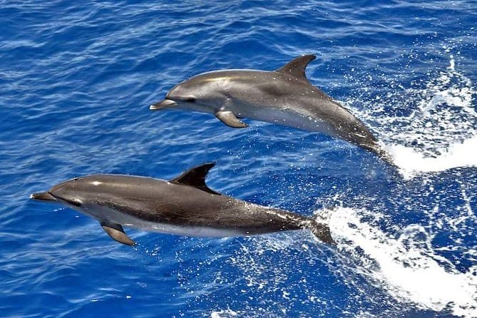 Dolphin Searching Tour in Puerto de Mogán ("KEEPER UNO" Boat) - Keeper Uno: small-group dolphin searching that actually feels personal