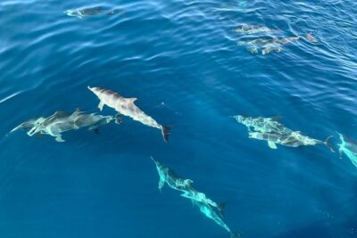 Dolphin Searching Tour in Puerto de Mogán ("KEEPER UNO" Boat) - The dolphin search part: how spotting usually works in real life
