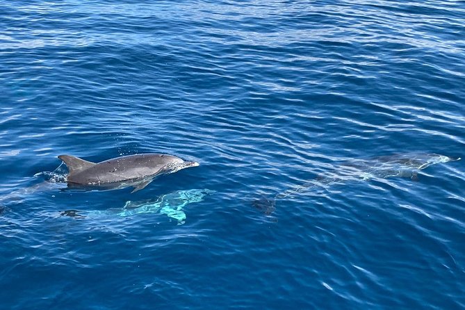 Dolphin Searching Tour in Puerto de Mogán ("KEEPER UNO" Boat) - Motion sickness and choppy water: what to do before you regret it