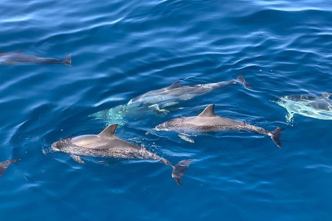 Dolphin Searching Tour in Puerto de Mogán ("KEEPER UNO" Boat) - The crew and how they shape the vibe (names like Daniel and Ernesto)