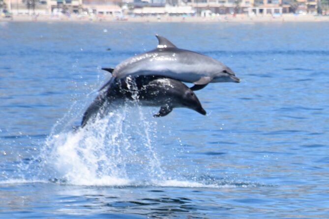 Dolphin Sightseeing Boat Tour from Benalmadena - The 100 Minutes at Sea: How the Ride Really Feels