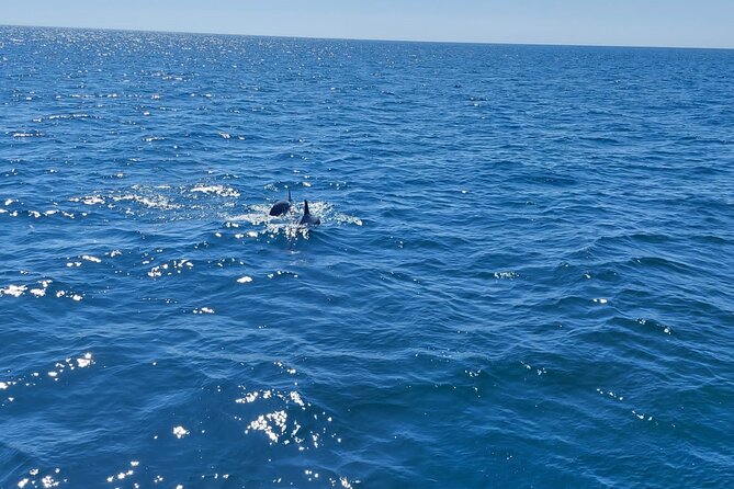 Dolphin trips on a catamaran - The Los Delfines Search Area: How the Dolphin Hunt Really Feels