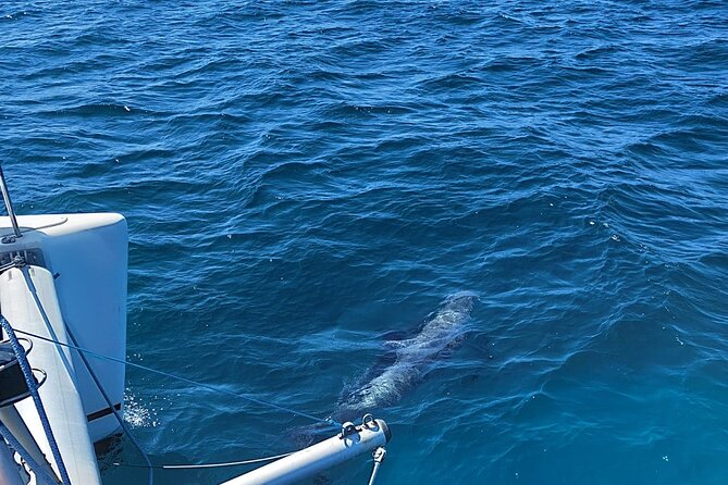 Dolphin trips on a catamaran - Who Should Book This Dolphin Trip (and Who Might Skip It)