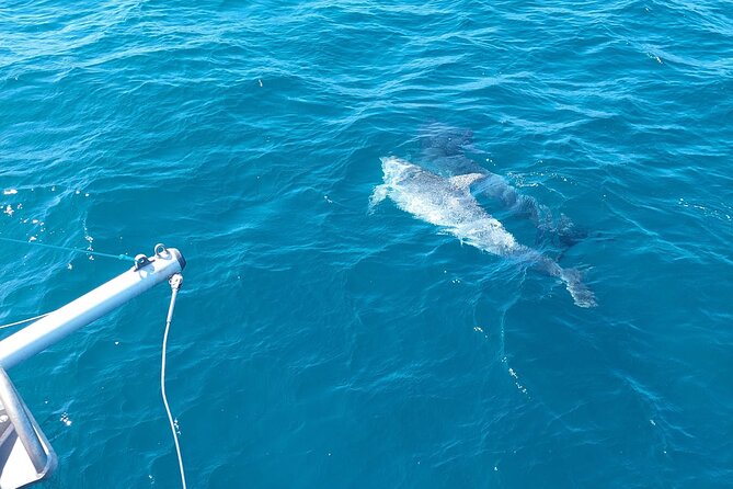 Dolphin trips on a catamaran - Should You Book This Dolphin Catamaran from the Marbella Area?