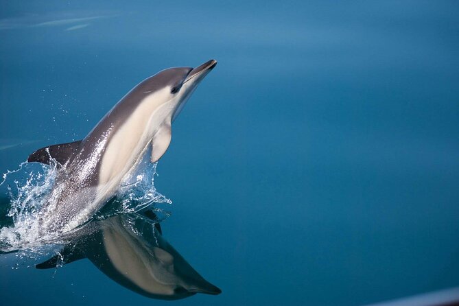 Dolphin Watching Adventure in Estepona Bay - Dolphin Watching from an Intimate Sailboat, Not a Party Cruise