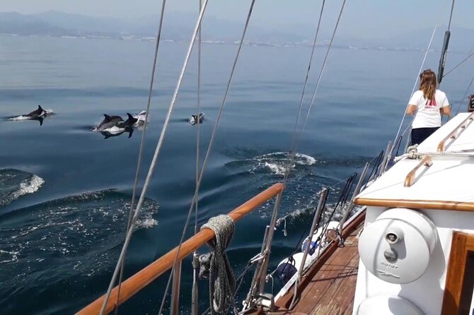 Dolphin Watching Adventure in Estepona Bay - When Dolphins Show Up: The Best Case Scenario