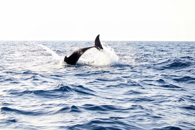 Dolphin watching by boat - Key highlights you’ll care about